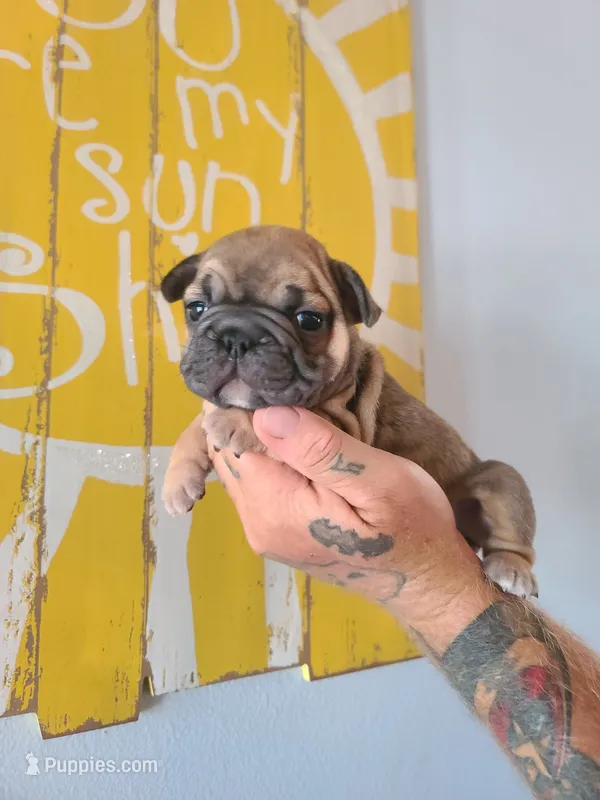 Thelma – French Bulldog puppy for sale in Cairo, MO