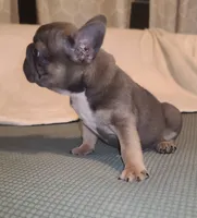 Louise Bb, intx2, pinkx1, dd, ayat, a female French Bulldog for sale in Cairo, MO – 2 of 10