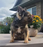 Wicket DNA int, EmE kyky ayat DD coco, a female French Bulldog for sale in Cairo, MO – 2 of 5