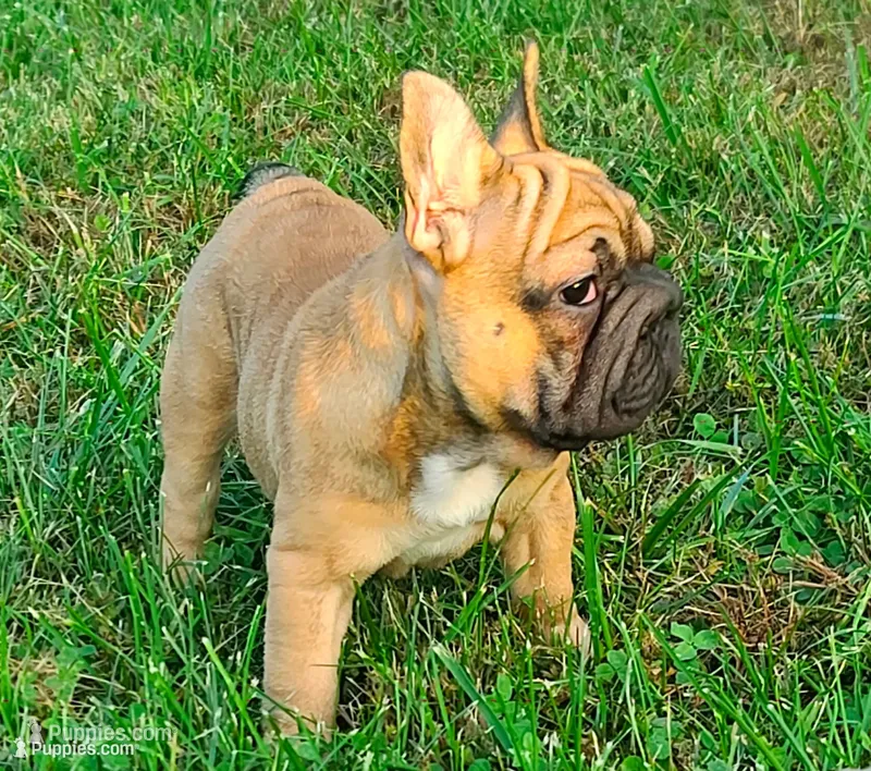 Thelma Bb, co, Dd, pinkx1, intx1, aya – French Bulldog puppy for sale in Cairo, MO