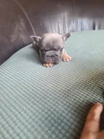 Louise, a female French Bulldog for sale in Cairo, MO – 2 of 10