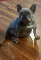Frenzy DNA EmE kbky aya dd co L4, a female French Bulldog for sale in Cairo, MO – 5 of 5
