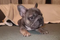 Louise Bb, intx2, pinkx1, dd, ayat, a female French Bulldog for sale in Cairo, MO – 1 of 10