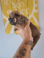 Thelma Bb, co, Dd, pinkx1, intx1, aya, a female French Bulldog for sale in Cairo, MO – 8 of 10