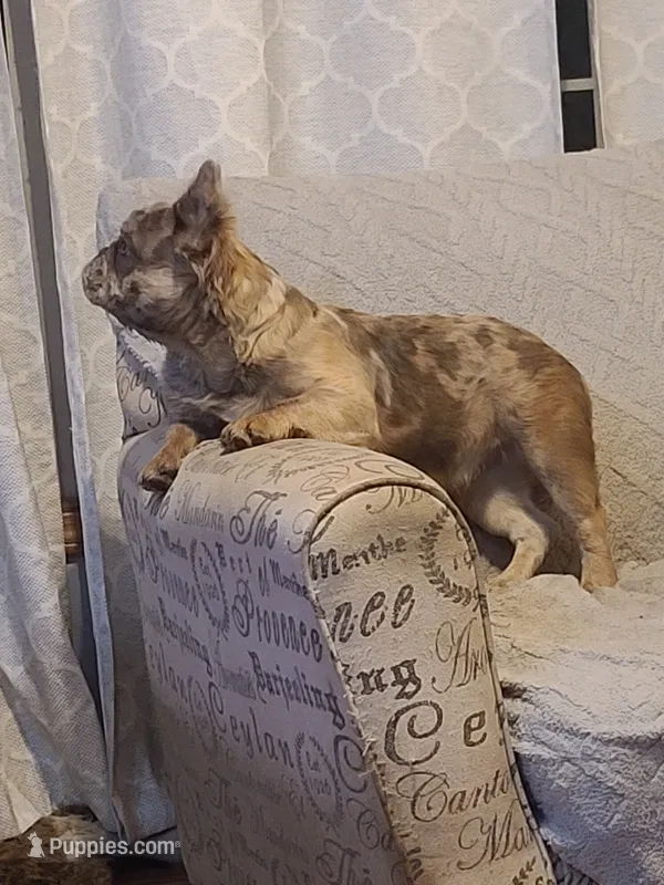 Agatha DNA EmE kyky ayay dd merle – French Bulldog puppy for sale in Cairo, MO