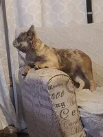 Agatha DNA EmE kyky ayay dd merle, a female French Bulldog for sale in Cairo, MO – 1 of 6