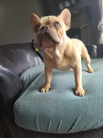 Pinky, a male French Bulldog for sale in Cairo, MO – 4 of 10