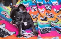 Louise, a female French Bulldog for sale in Cairo, MO – Photo 5 of 10