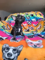Louise, a female French Bulldog for sale in Cairo, MO – Photo 9 of 10