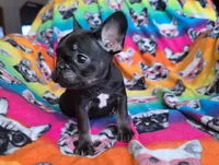 Louise, a female French Bulldog for sale in Cairo, MO – Photo 7 of 10