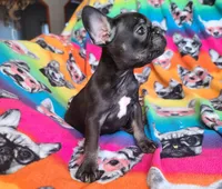 Louise, a female French Bulldog for sale in Cairo, MO – Photo 8 of 10