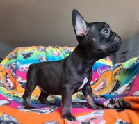 Louise, a female French Bulldog for sale in Cairo, MO – Photo 2 of 10