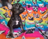 Louise, a female French Bulldog for sale in Cairo, MO – Photo 10 of 10