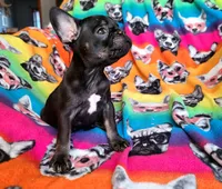 Louise, a female French Bulldog for sale in Cairo, MO – Photo 6 of 10