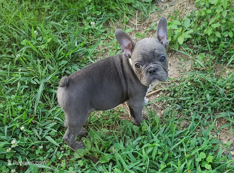 Toby – French Bulldog puppy for sale in Cairo, MO