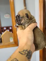 Thelma, a female French Bulldog for sale in Cairo, MO – 3 of 4