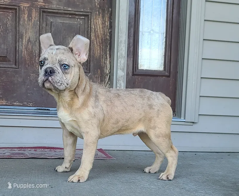 Jareth – French Bulldog puppy for sale in Cairo, MO