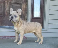 Jareth, a male French Bulldog for sale in Cairo, MO – 1 of 4