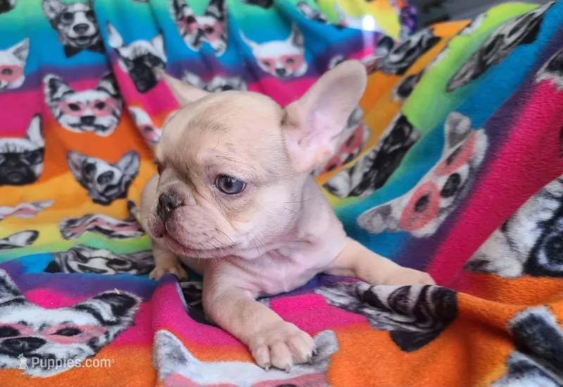 Brain – French Bulldog puppy for sale in Cairo, MO
