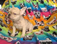 Brain, a male French Bulldog for sale in Cairo, MO – Photo 6 of 10
