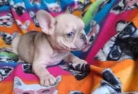 Brain, a male French Bulldog for sale in Cairo, MO – Photo 8 of 10
