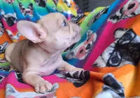 Brain, a male French Bulldog for sale in Cairo, MO – Photo 9 of 10