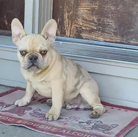 Brain, a male French Bulldog for sale in Cairo, MO – Photo 5 of 6