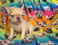Brain, a male French Bulldog for sale in Cairo, MO – Photo 3 of 10