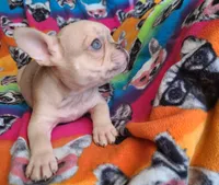 Brain, a male French Bulldog for sale in Cairo, MO – Photo 10 of 10
