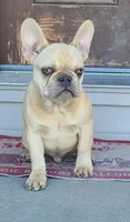 Brain, a male French Bulldog for sale in Cairo, MO – Photo 4 of 6