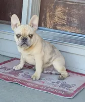 Brain, a male French Bulldog for sale in Cairo, MO – Photo 2 of 6