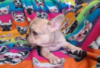 Brain, a male French Bulldog for sale in Cairo, MO – Photo 7 of 10