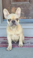 Brain, a male French Bulldog for sale in Cairo, MO – Photo 3 of 6