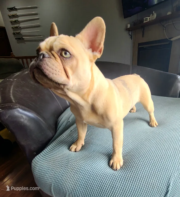 Pinky – French Bulldog puppy for sale in Cairo, MO
