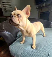 Pinky, a male French Bulldog for sale in Cairo, MO – 1 of 10