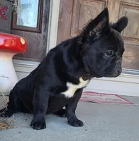 Eddie, a male French Bulldog for sale in Cairo, MO – Photo 3 of 9