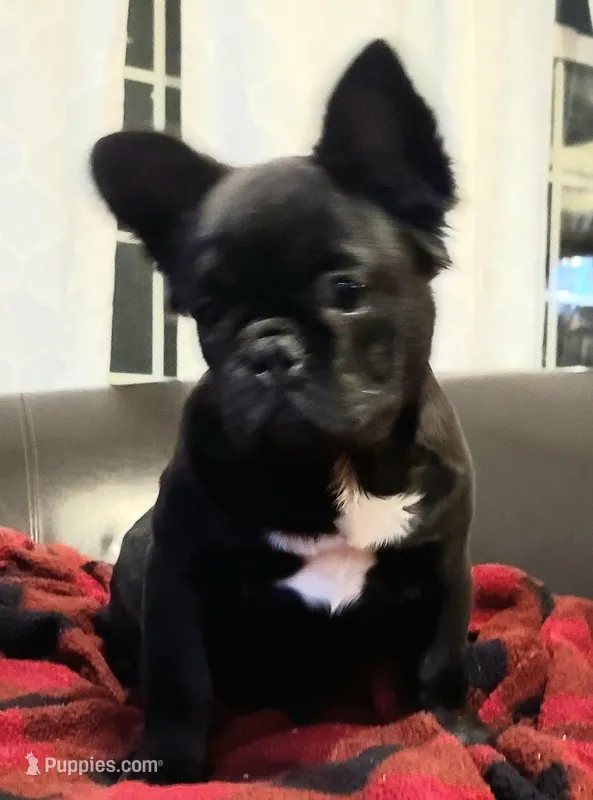 Eddie – French Bulldog puppy for sale in Cairo, MO
