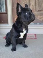 Eddie, a male French Bulldog for sale in Cairo, MO – Photo 4 of 9