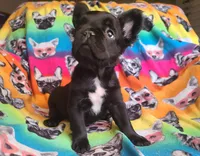 Eddie, a male French Bulldog for sale in Cairo, MO – Photo 6 of 10