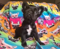 Eddie, a male French Bulldog for sale in Cairo, MO – Photo 4 of 10