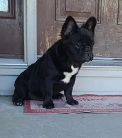 Eddie, a male French Bulldog for sale in Cairo, MO – Photo 2 of 9