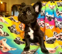 Eddie, a male French Bulldog for sale in Cairo, MO – Photo 2 of 10