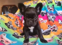 Eddie, a male French Bulldog for sale in Cairo, MO – Photo 10 of 10