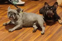 Eddie, a male French Bulldog for sale in Cairo, MO – Photo 9 of 9