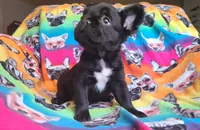 Eddie, a male French Bulldog for sale in Cairo, MO – Photo 9 of 10