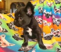 Eddie, a male French Bulldog for sale in Cairo, MO – Photo 3 of 10