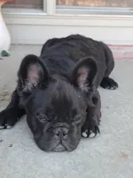 Eddie, a male French Bulldog for sale in Cairo, MO – Photo 8 of 9