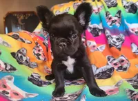 Eddie, a male French Bulldog for sale in Cairo, MO – Photo 7 of 10