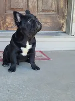 Eddie, a male French Bulldog for sale in Cairo, MO – Photo 6 of 9