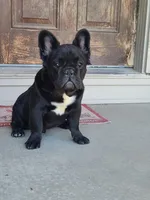 Eddie, a male French Bulldog for sale in Cairo, MO – Photo 7 of 9